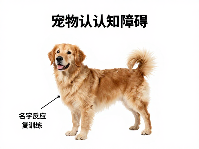 宠物疑似认知障碍?名字反应训练,简单服从动作复训指南