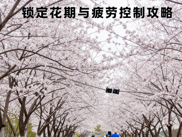 春季赏花骑行路线推荐，锁定花期与疲劳控制攻略