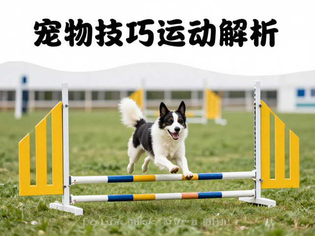 绕桩训练中的敏捷性与空间感知培养