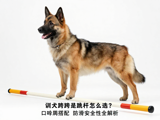 训犬跨栏跳杆怎么选?口令牌搭配,防滑安全性全解析