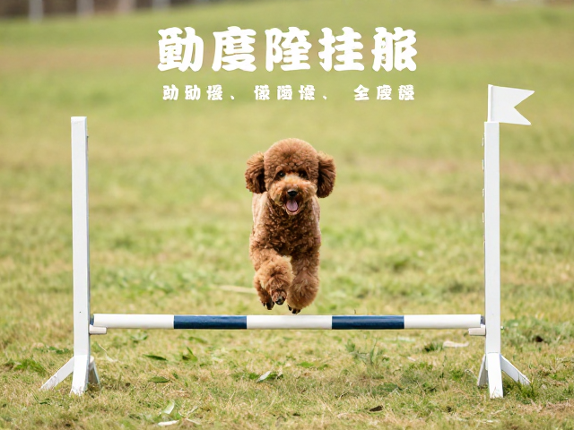 贵宾犬训练跨栏跳杆,打造敏捷障碍赛道全攻略