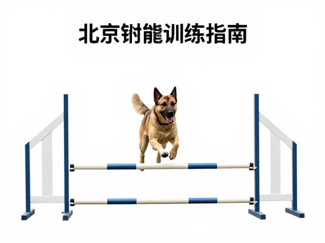 跨栏跳杆的动作分解与核心发力机制
