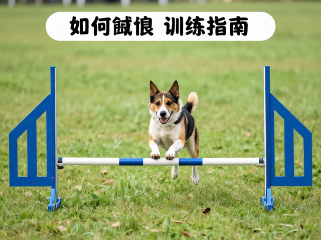 常见错误纠正与长期训练维护