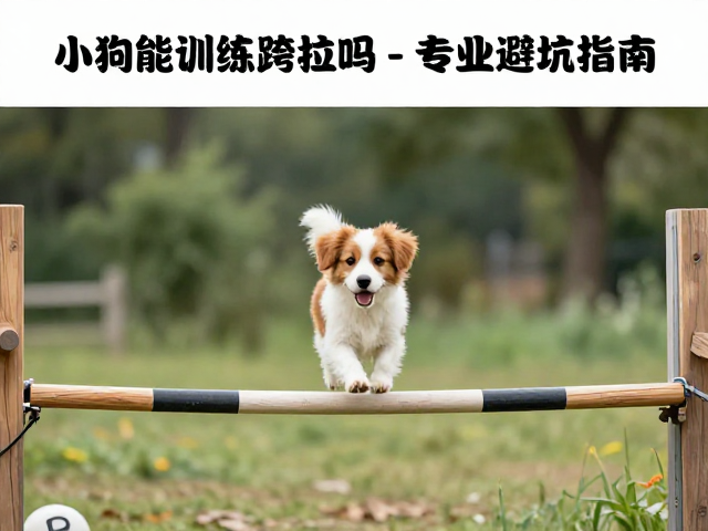 独木桥训练:平衡感与心理建设