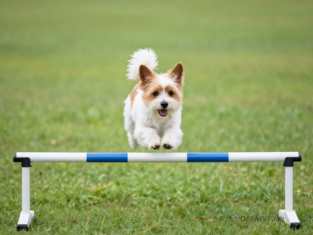 小型犬跨栏跳杆怎么选？可拆卸连接设计更安全，训练好帮手