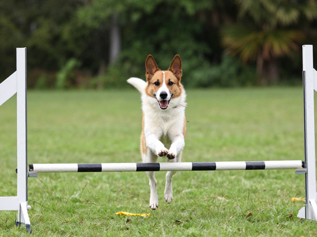 成年犬敏捷训练指南,如何科学训练跨栏跳杆与犬敏捷技巧