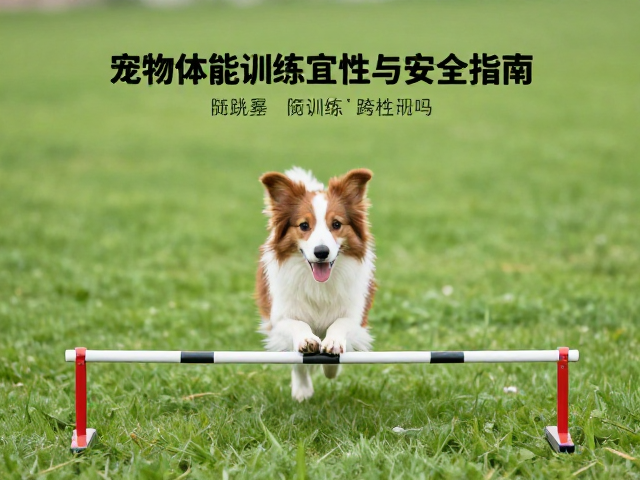 循序渐进的训练步骤与动作规范