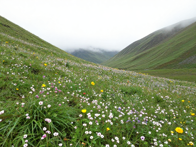 错峰去小众秘境徒步,邂逅绝美高山花海