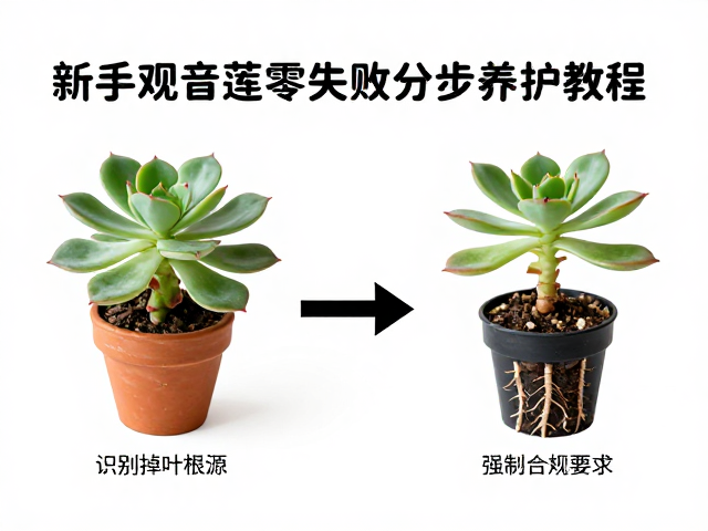 多肉叶片掉落怎么办？新手观音莲零失败分步养护教程