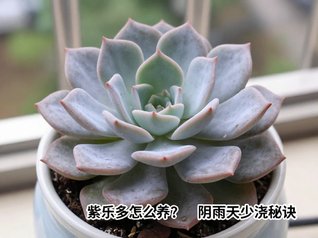 通风与环境控制，预防病害关键
