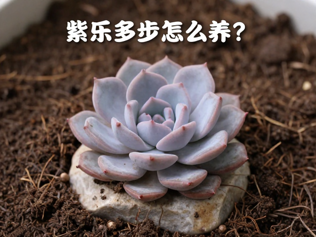 紫乐多肉怎么养？新手分步教程，阴雨天少浇秘诀