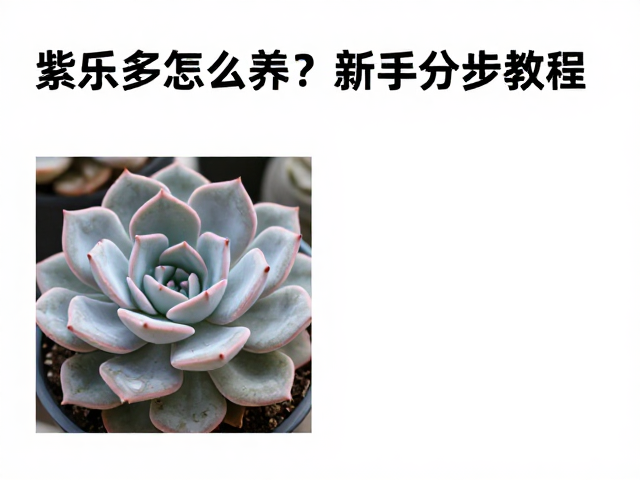 光照管理要充足，避免徒长变色