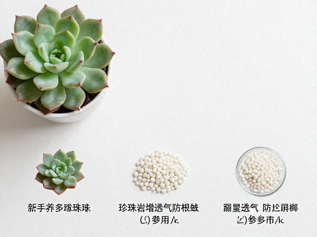 新手养多肉，珍珠岩增透气防根粉蚧，从零分步操作教程