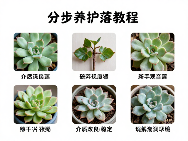 长期维护与病虫害预防：介质改良与环境稳定