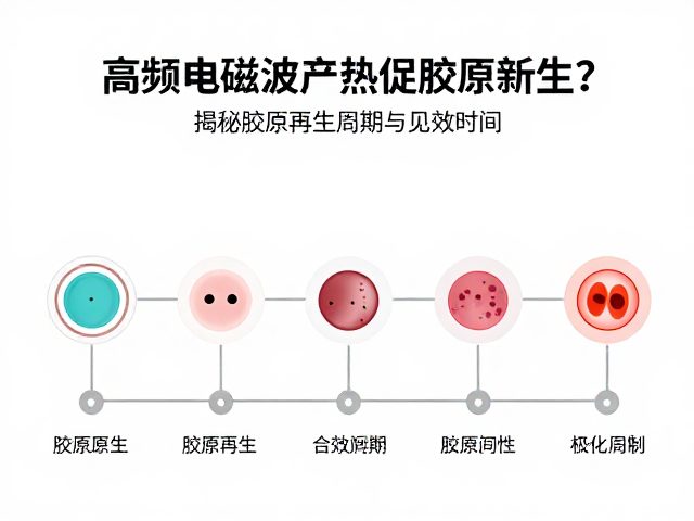胶原再生的生物学周期解析