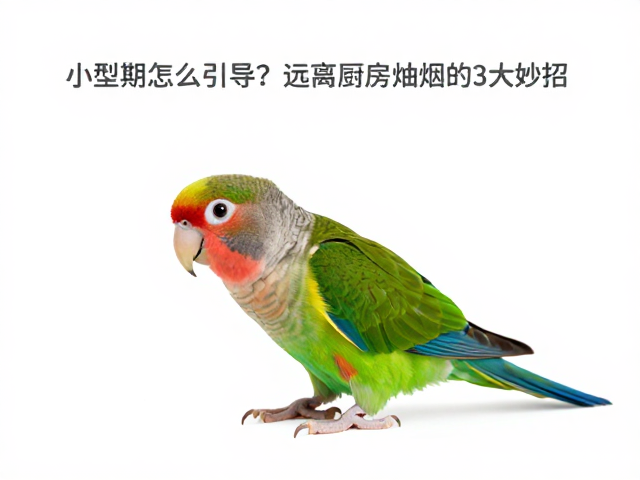 小型鹦鹉啃咬期怎么引导？远离厨房油烟的3大妙招