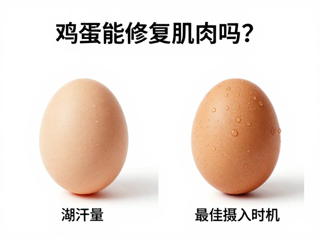 鸡蛋能修复肌肉吗?结合出汗量看最佳摄入时机