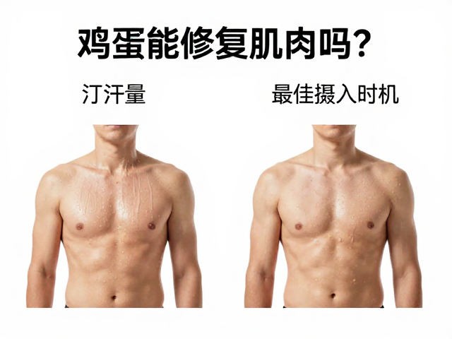 鸡蛋能修复肌肉吗?结合出汗量看最佳摄入时机