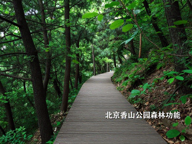 亲近山林，森林徒步路线推荐，轻松提升心肺功能