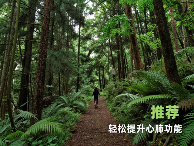 亲近山林，森林徒步路线推荐，轻松提升心肺功能