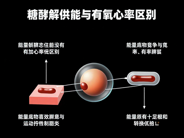 糖酵解供能与有氧心率区间,揭秘运动耗能区别与高效燃脂逻辑