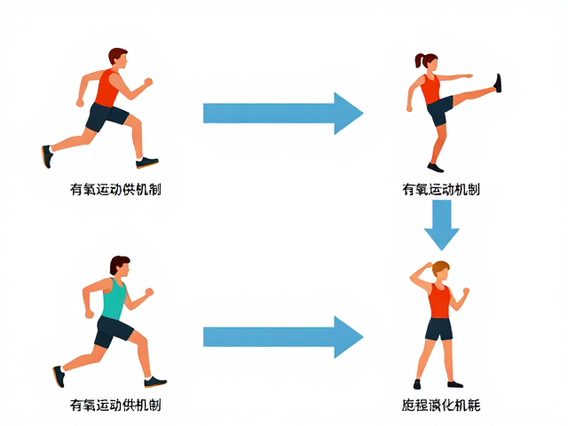 有氧运动供能机制,不同训练动作下的能量消耗与减脂效率解析