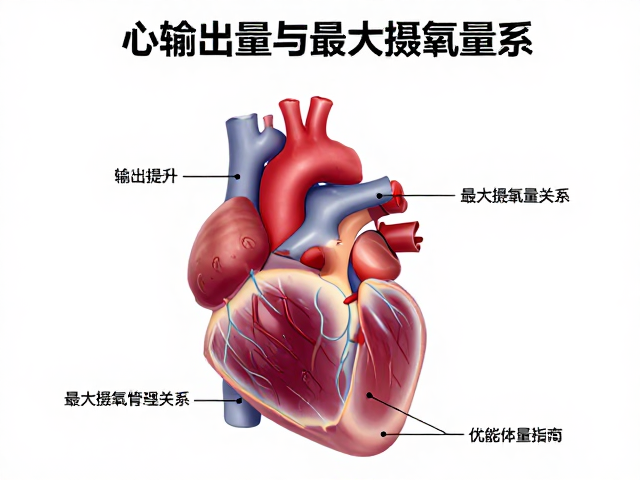 心输出量提升与最大摄氧量关系，优化体能代谢的科学指南