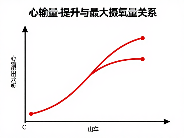 心输出量提升与最大摄氧量关系,优化体能代谢的科学指南