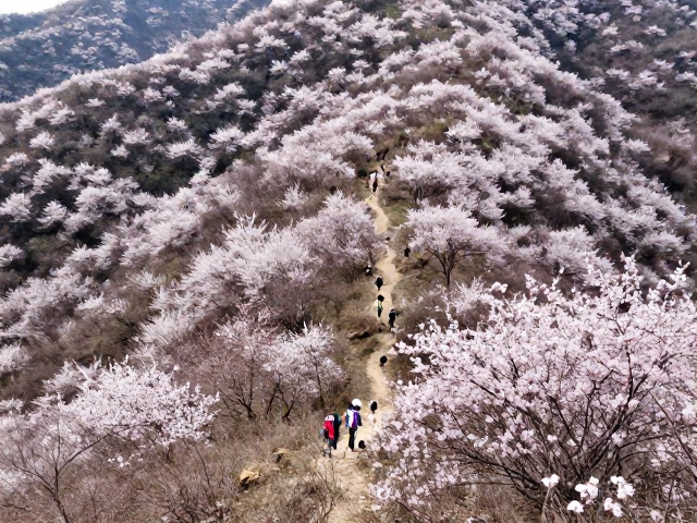 春季花海徒步,国内小众秘境推荐及机场落地转运攻略