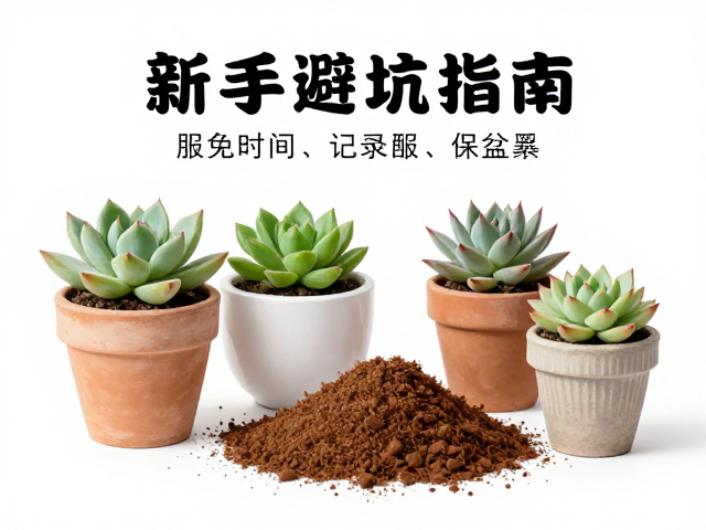 新手避坑指南,从配土到浇水的基础逻辑