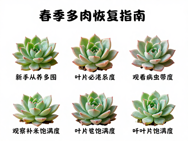 病虫害预防与环境通风