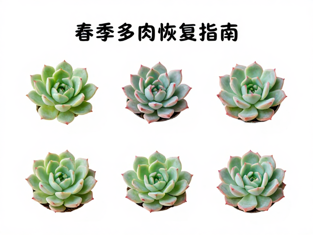 光照管理与水分调控