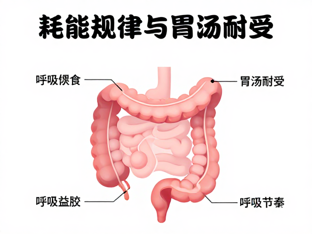 耗能规律与胃肠耐受,呼吸节奏匹配的高效养生指南