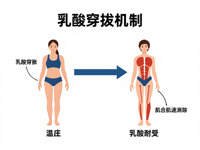 乳酸穿梭机制,揭秘肌肉酸胀如何快速消除