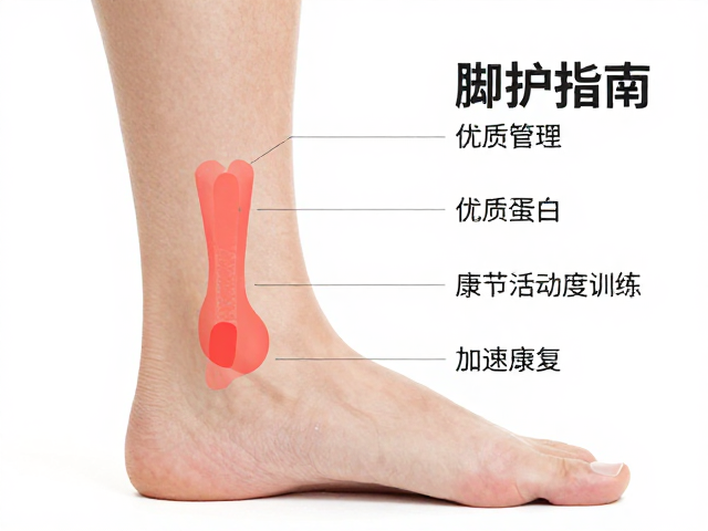 脚踝修护指南,优质蛋白,关节活动度训练,加速康复恢复