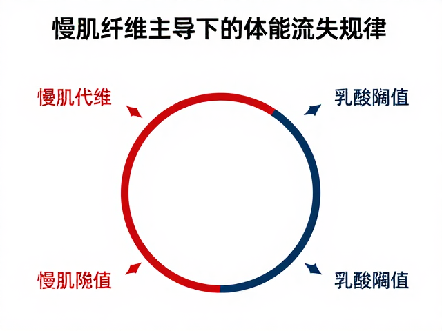 慢肌纤维主导下的体能流失规律，突破乳酸阈值的关键