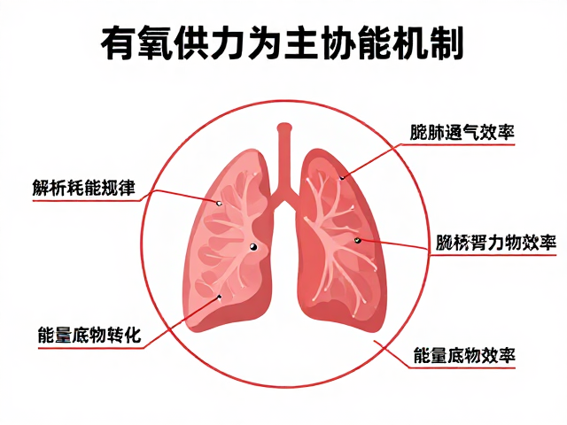 有氧供能为主，解析耗能规律与肺通气效率的协同机制