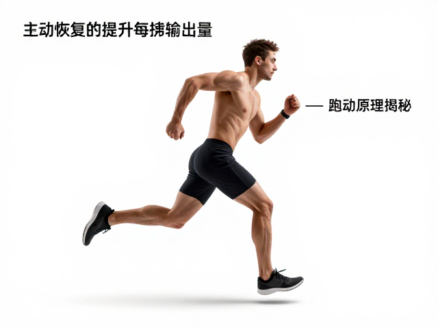 跑动原理揭秘,主动恢复如何提升每搏输出量