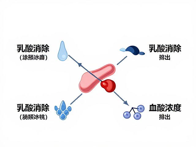 乳酸消解机制，如何促进乳酸清除并降低血乳酸浓度