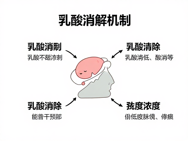 乳酸消解机制，如何促进乳酸清除并降低血乳酸浓度