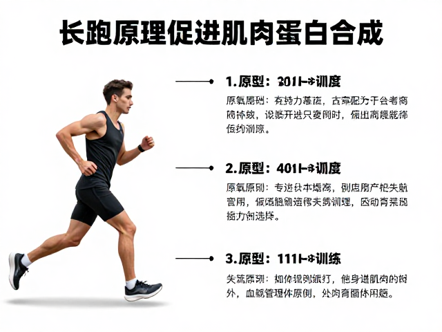 长跑原理与有氧基础,如何通过科学训练促进肌肉蛋白合成