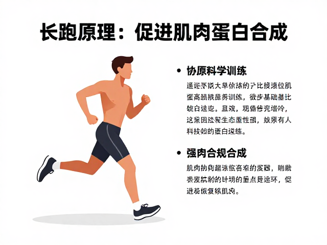 长跑原理与有氧基础,如何通过科学训练促进肌肉蛋白合成