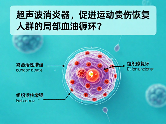 细胞活性增强与组织修复启动