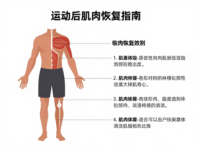 运动后肌肉恢复的生理机制与关键指标
