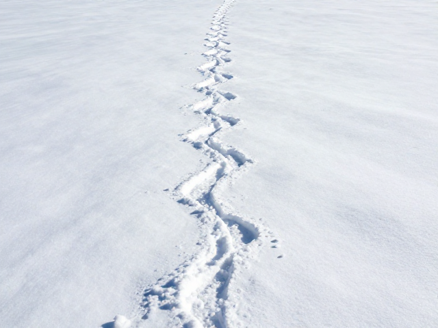 雪域路径留存器,集成健康监测,一键发布社交分享