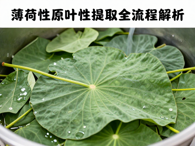 薄荷花叶超声波辅助萃取技术,高活性原料提取全流程解析