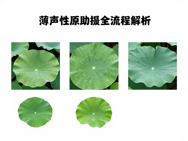薄荷花叶超声波辅助萃取技术,高活性原料提取全流程解析
