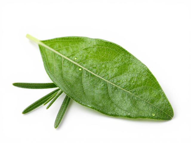 花叶萃取原料揭秘,迷迭香如何拯救敏感肌