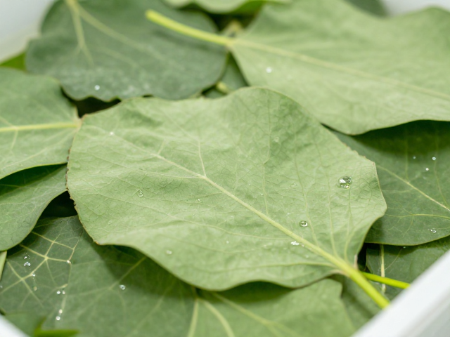花叶萃取原料揭秘,关键熟成期如何提升保湿滋润力