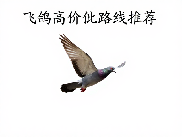飞鸽高性价比路线推荐，省钱又省心的出行攻略